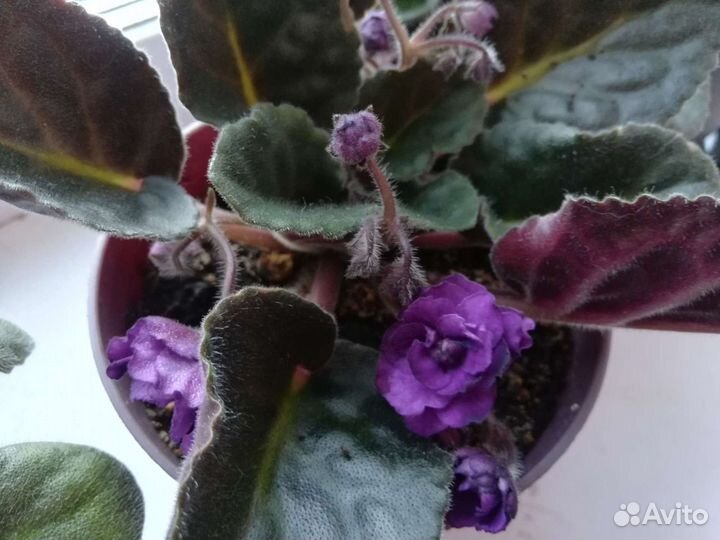 Фиалки продажа