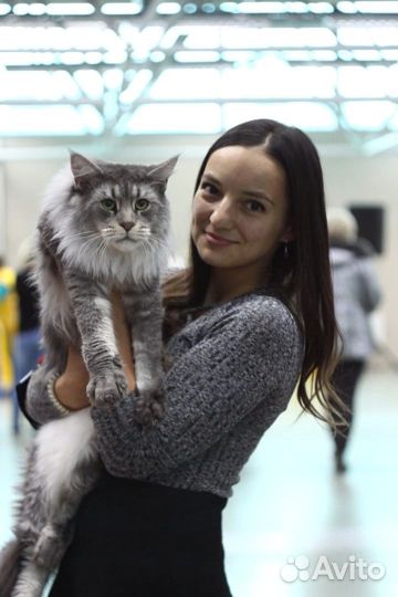 Кот Мейн Куна