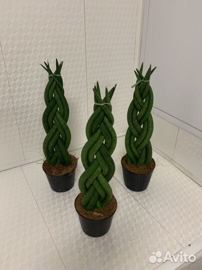 Сансивиерия цилиндрика косичка