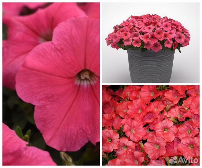 Гигантские ампельные петунии