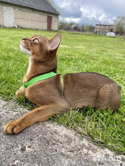 Кот Чемпион