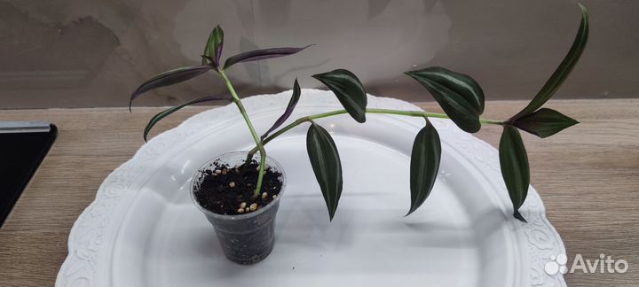 Традесканция зебрина