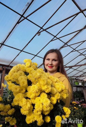 Хризантемы мультифлора