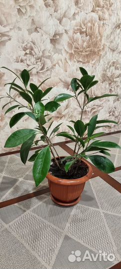 Продаю цветы комнатные