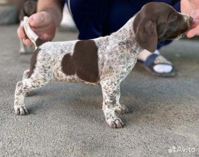 Продаются щенки курцхаара(гены и кровь чемпионов)