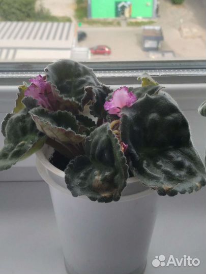 Сортовые фиалки