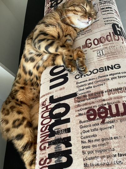 Бенгальский кот вязка