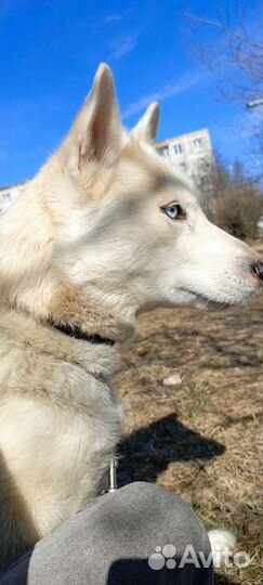 Сибирский хаски