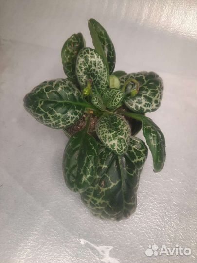 Стрептокарпус Симпатичная черепаха (Pretty turtle)