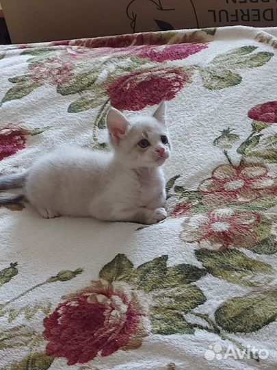 Кот в дар бесплатно