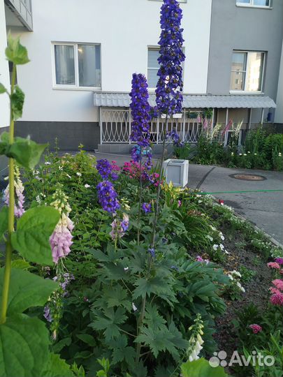 Многолетние растения для сада