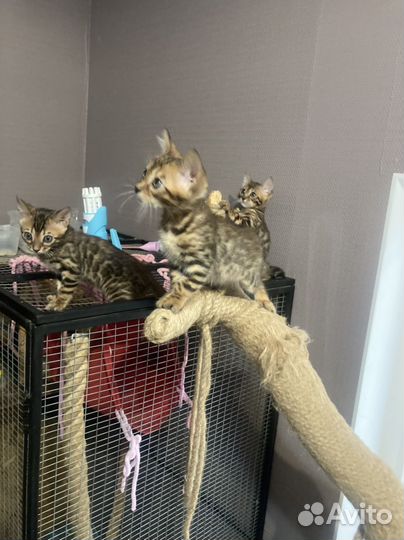 Бенгальские котята