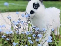 Кролик породы Бабочка (читайте описание)