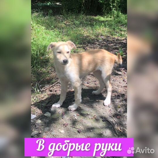 Собака в добрые руки