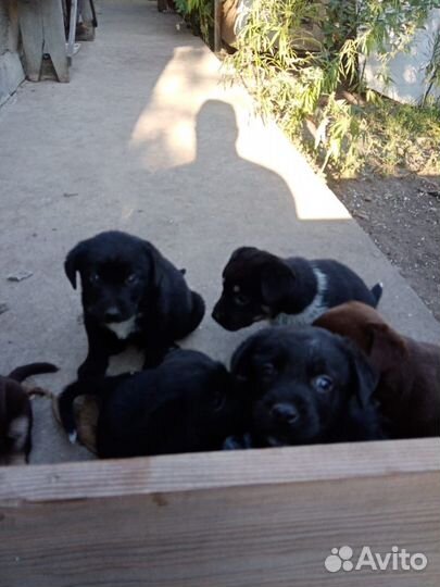 Щенки от Австралийский Келпи