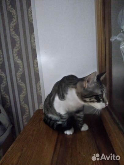 Котик Васька