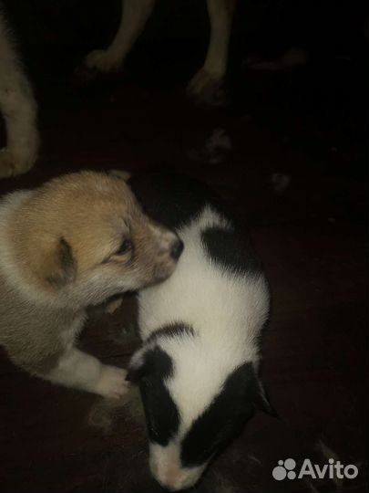 Щенки лайки