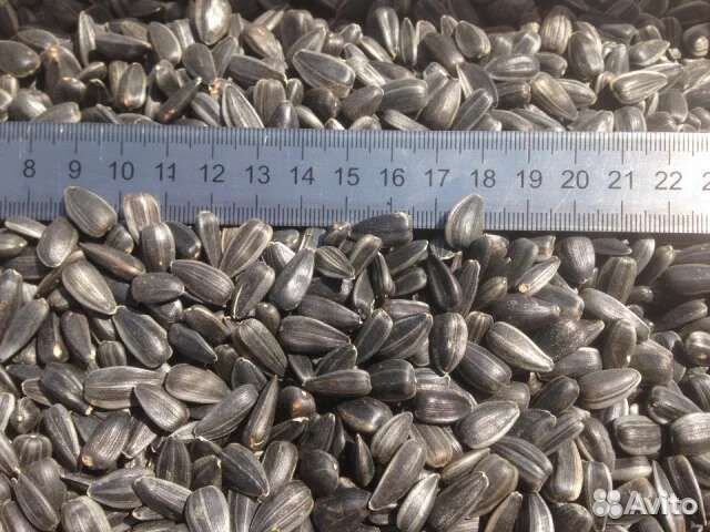 Семечки 40+ (спк) Лакомка