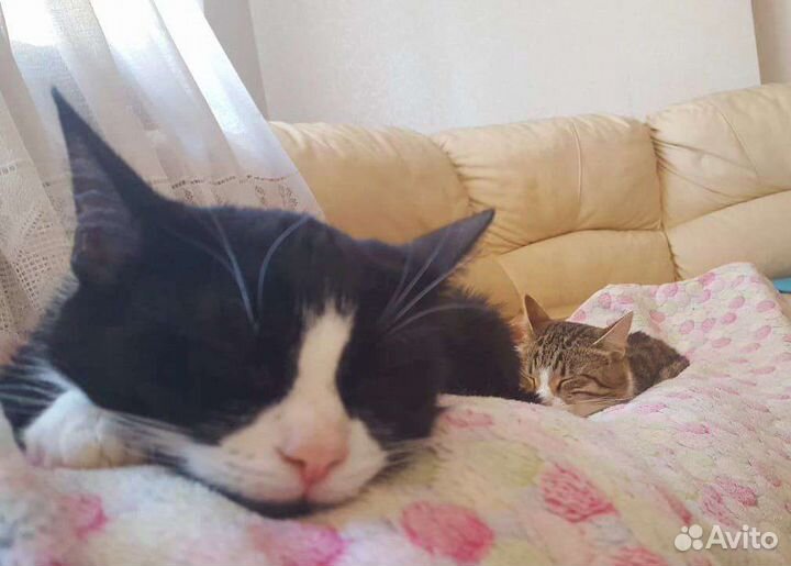 От сестричек отказались хозяева