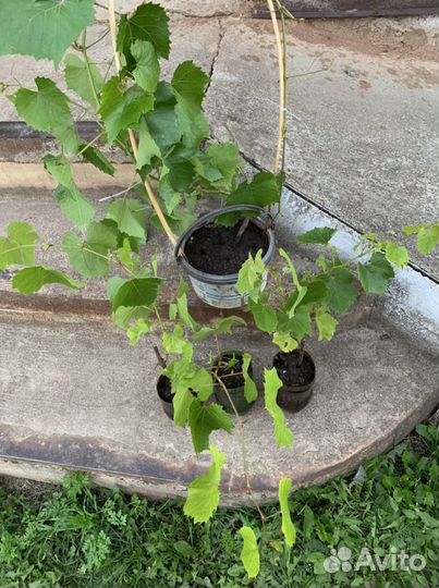 Саженцы винограда