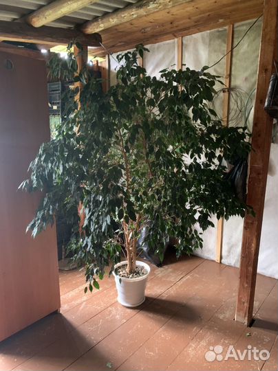 Фикус бенджамина