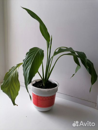 Спатифиллум