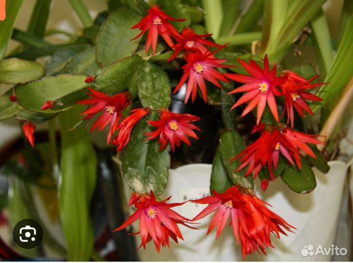 Декабрист взрослое растение