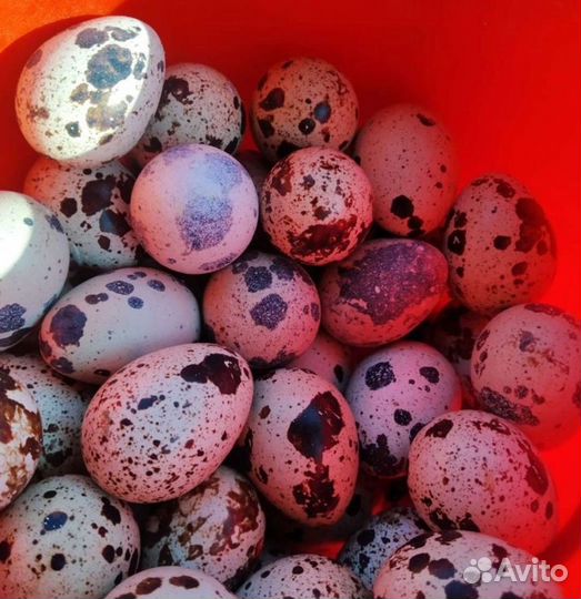 Инкубационное яйцо перепелов белый гигант