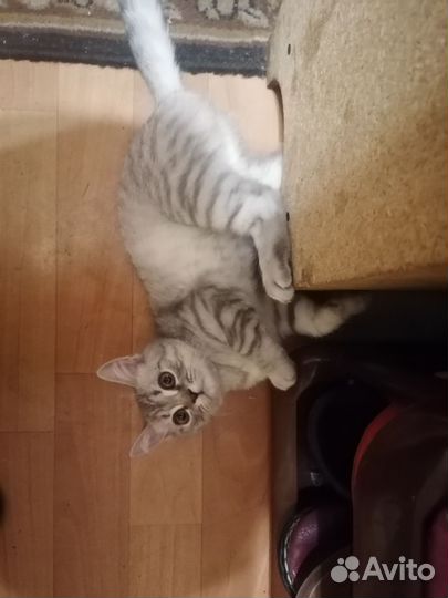 Шотландская кошечка