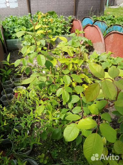 Кустовые розы саженцы