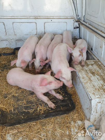 Поросята ландрас