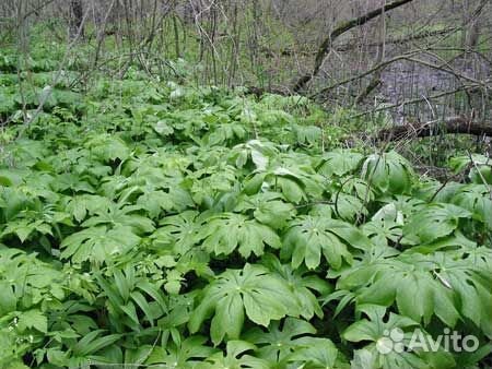 Подофиллумы-растения для тенистого сада