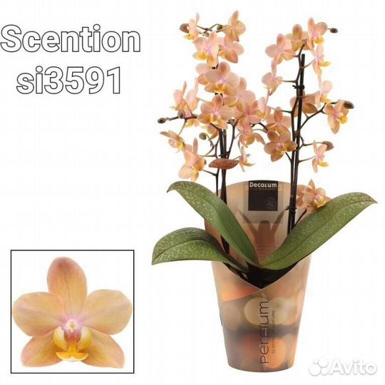 Орхидеи Парфюмерная фабрика