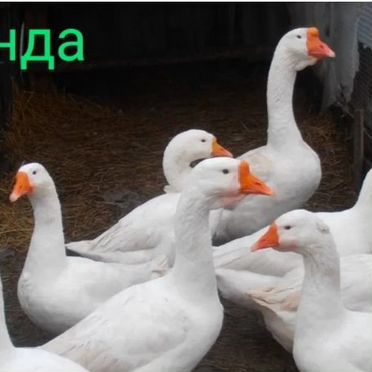 Гусыни линда