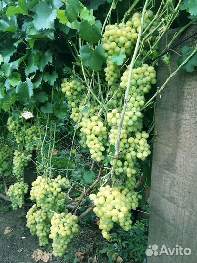 Саженцы винограда продажа, посадка винограда