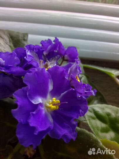 Фиалки цветущие в горшке