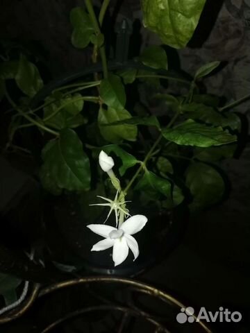 Жасмин самбак