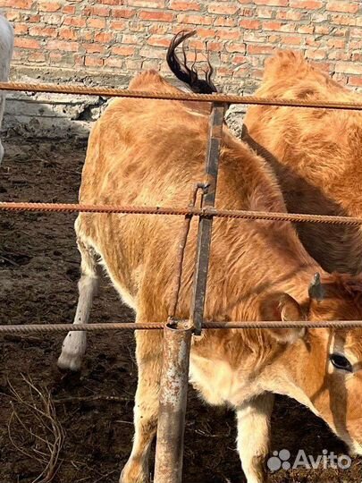 Тёлка джерси, корова, бычок