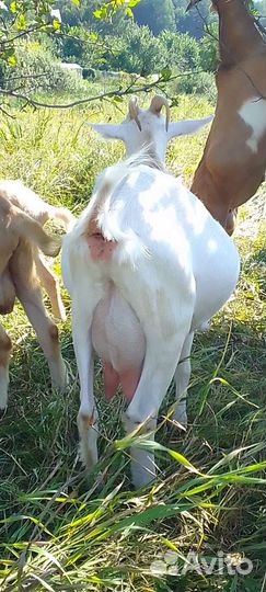 Дойные козы