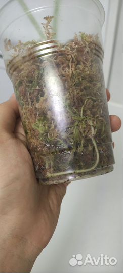 Алоказия Мело, Ниндзя