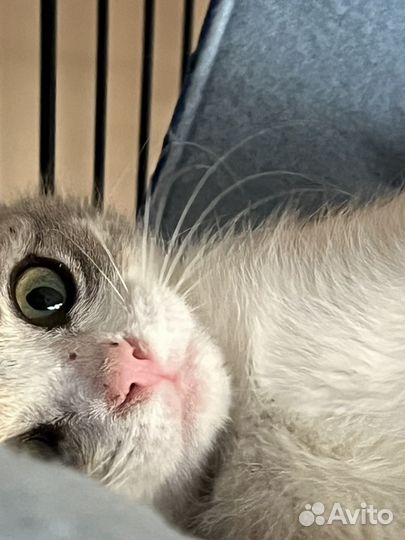 Спасите Масю