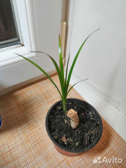 Пальма драцена Маргината