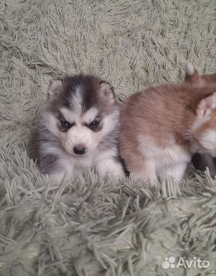 Щенки сибирской хаски