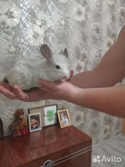 Шиншилла