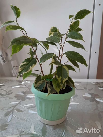 Фикус бенджамина