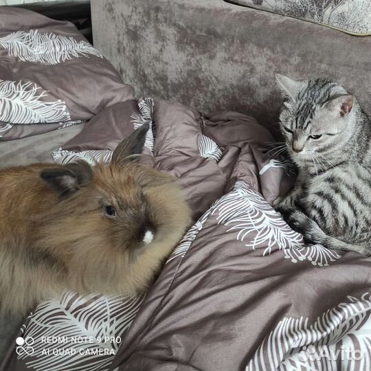 Продам кролика