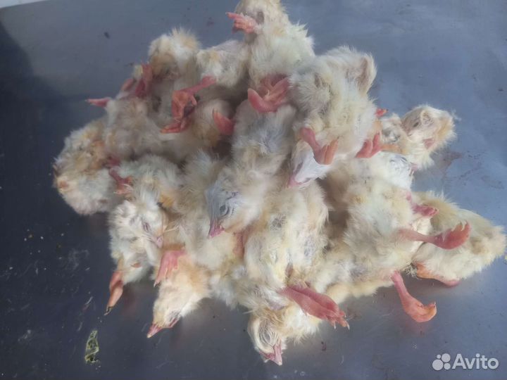Цыплята суточные замороженные, натуральный корм