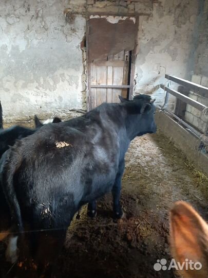 Продам 3-х бычков