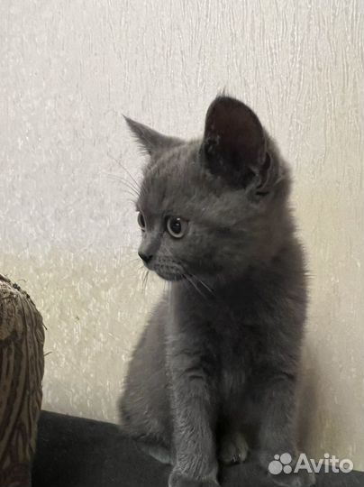 Шотландская вислоухая