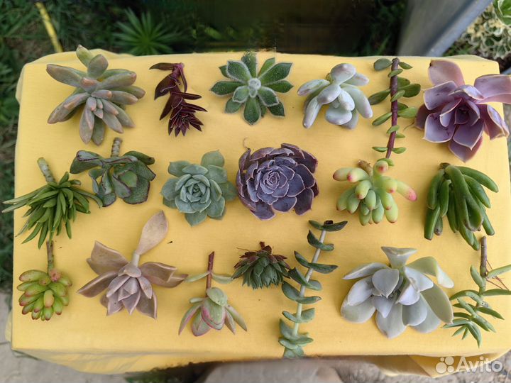 Суккуленты